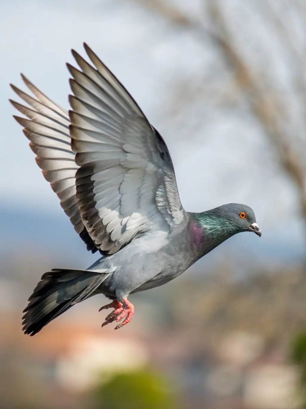 A dynamic image of pigeons racing towards the finish line, capturing the excitement and competitive spirit of the races organized by the group.